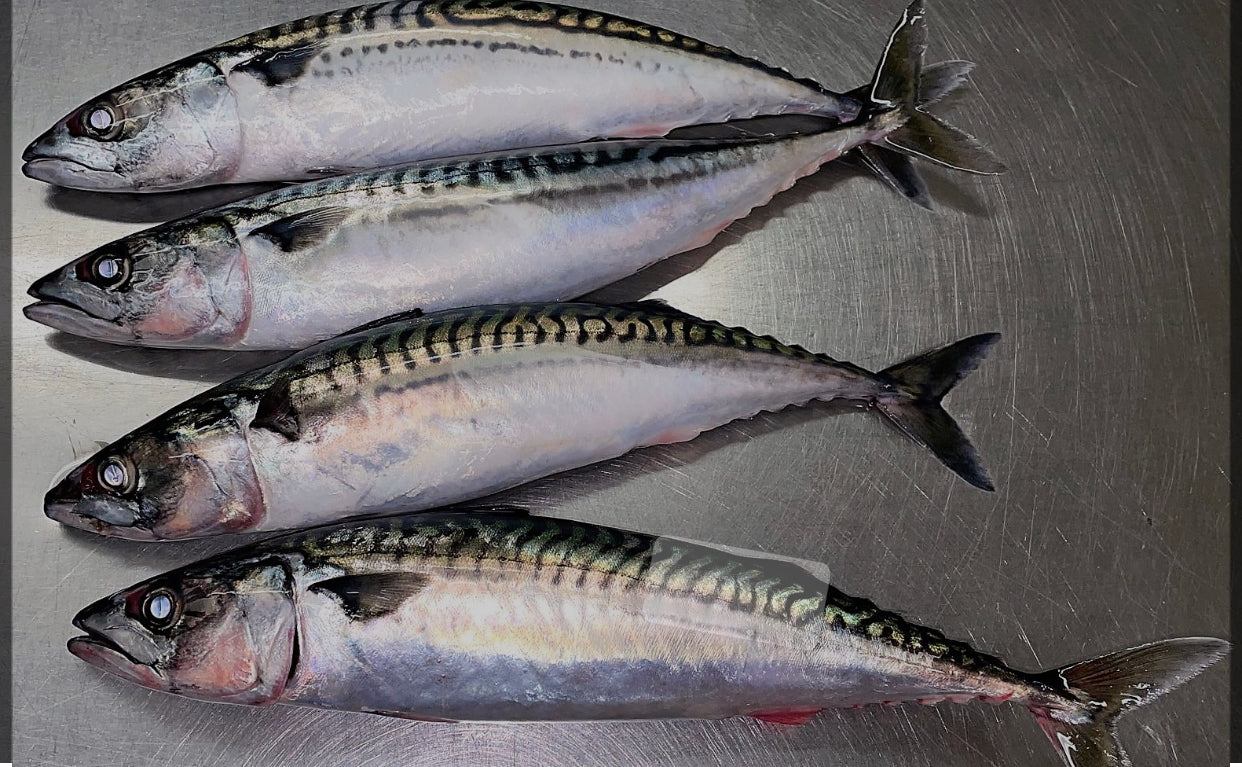 5lbs Gulf Coast Spanish Mackerel